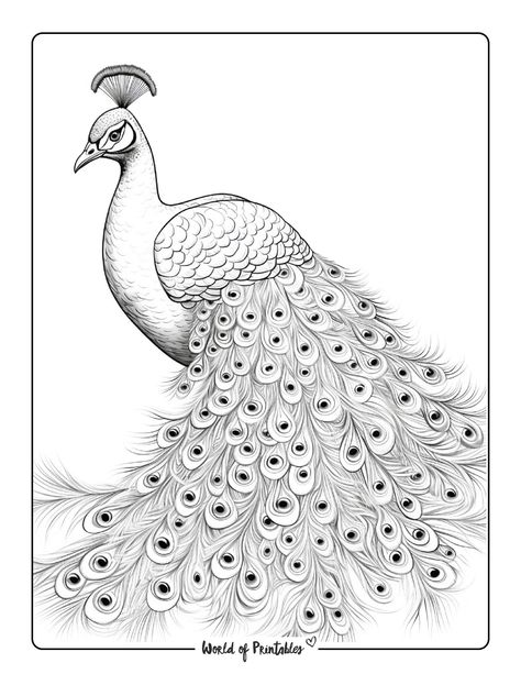 Peacock Drawing Images, Peacock Sketch, Peacock Coloring Pages, World Of Printables, Peacock Drawing, Deer Drawing, Peacock Pictures, Pencil Drawings Of Animals, Half Sleeve Tattoos For Guys