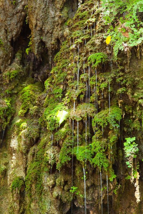 Download the Water flowing down on the rock wall 1985209 royalty-free Stock Photo from Vecteezy for your project and explore over a million other images and backgrounds. Frog Terrarium, Water Dripping, Terrarium Ideas, Jungle Wall, Water Drip, Rock Wall, Hotel Project, Plant Wall, Water Flow