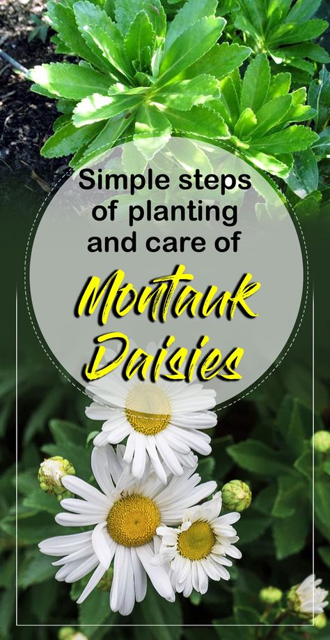 Share on78SharesSimple steps of planting and care of Montauk Daisies | Nature Bring Written by: Sneha                                                                Date: 31/01/2018 Montauk Daisy is a dark green perennial plant with a length of 3 feet, its leaves are leathery and have large white daisy flowers. These Flowers are perennially blooming late in summer and fall. It is definitely familiar … … Continue reading → Montauk Daisies, Daisy Growing, Wisconsin Gardening, Montauk Daisy, Growing Geraniums, Island Cottage, Shasta Daisies, Pinterest Garden, Mosaic Flowers