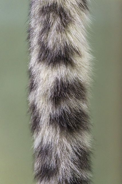 Snow Leopard Tail, Therian Tail, Black Jaguar, Siberian Tiger, White Lion, Tiger Cub, Bengal Tiger, Tree Frogs, Bear Cubs