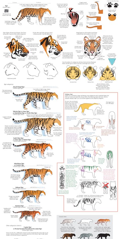 Feline Anatomy, Tiger Drawing, Cat Anatomy, Animal Illustration Art, Cat Reference, Animal Study, Cat Pose, Types Of Animals, 캐릭터 드로잉