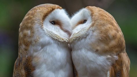 Daily Curio #1570: Owl in the family Owl Couple, Two Owls, Barn Owls, Spiritual Images, Kiss Pictures, Owl Photos, Owl Lovers, Pictures Of The Week, Snowy Owl