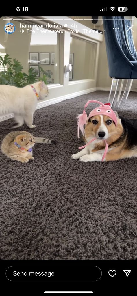 Corgi Mom