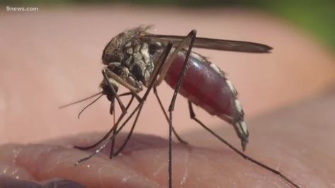 West Nile Virus found in Weld County mosquitoes West Nile Virus Symptoms, Prevent Mosquito Bites, University Of South Australia, West Nile Virus, San Fernando Valley, Environmental Health, Health Department, Health