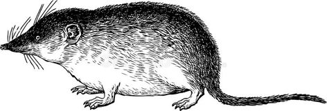 Muskrat. Vector image of a wild muskrat #Sponsored , #Paid, #ad, #Vector, #wild, #image, #Muskrat Muskrat Tattoo, Creature Sketch, Patterns Art, Vector Pattern, Rats, Pattern Art, Stock Vector, Vector Images, Vector Illustration