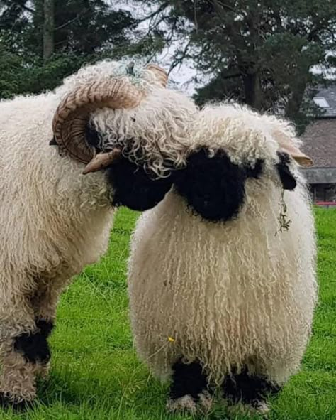 Valais Blacknose Sheep Art, Babydoll Sheep, Blacknose Sheep, Valais Blacknose, Valais Blacknose Sheep, Tattoo Nature, Animals Tattoo, Sheep Breeds, Black Nose