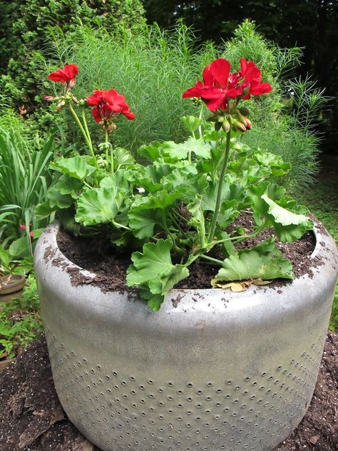 Washing Machine Basket Planter: A Whole Different Spin on Pot Planting Antique Washing Machine Repurpose, Dryer Drum Planter, Washing Machine Drum Planter, Planting In Pots, Antique Washing Machine, Washer Drum, Hill Garden, Old Washing Machine, Washing Machine Drum