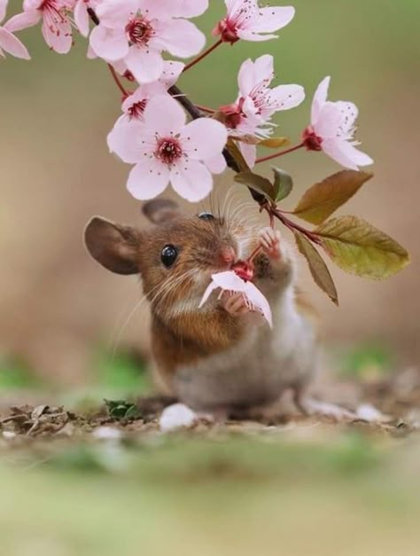 Field Mouse Photography, Mouse Reference, Harvest Mouse, Field Mouse, Little Mouse, Cute Hamsters, Animal References, Cute Mouse, Animal Sketches