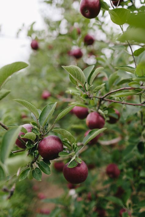 Crush Cul de Sac Plum Tree Aesthetic, Plum Orchard, Fall Orchard, Medieval Garden, Aesthetic Medieval, Garden Orchard, Trees Aesthetic, Tree Aesthetic, Scottish Homes