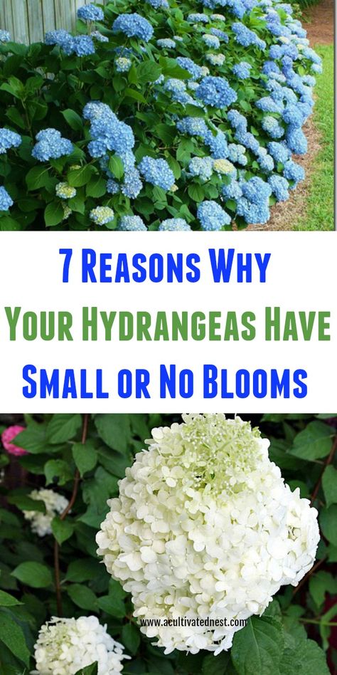 Hydrangea Plant Care, When To Prune Hydrangeas, Pruning Hydrangeas, Hydrangea Landscaping, Hydrangea Bloom, Hydrangea Care, Growing Hydrangeas, Hydrangea Garden, Hydrangea Not Blooming