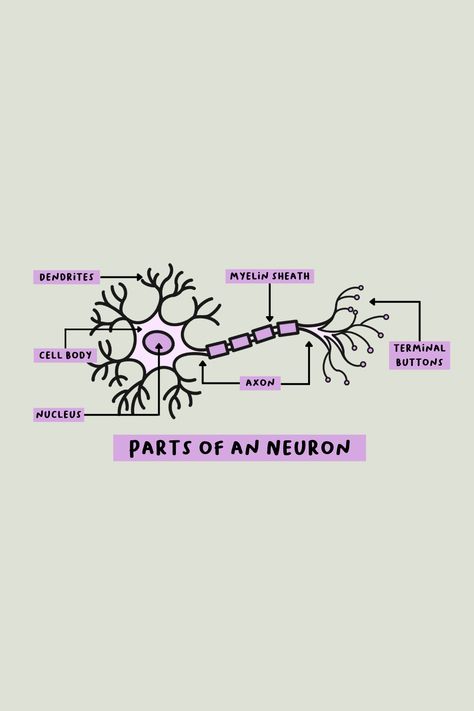 The Nervous System Notes, Nervous System Notes, Neuron Diagram, Nervous System Diagram, Microbiology Study, Nervous System Anatomy, Human Nervous System, Notes Tips, Medical Notes