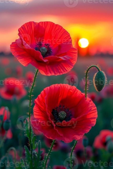 Poppy Photo, Poppy Fields, Poppy Painting, Poppy Field, Remembrance Day, Beautiful Flowers Pictures, Poppy Flower, Flower Images, Red Poppies