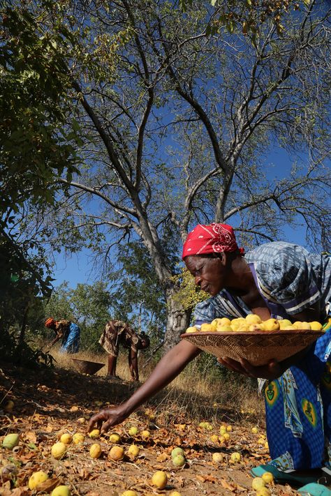 Marula - BIZ Marula Oil Benefits, Moringa Oleifera Tree, Marula Tree, Moringa Benefits, Miracle Tree, Marula Oil, Younger Skin, Oil Benefits, Fruit Plants