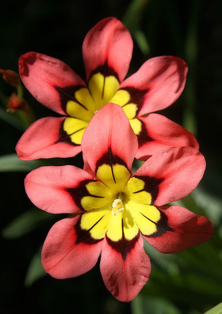 Sparaxis flowers or Harlequin Flowers- There are thousands of these in my yard and I can't get rid of them. Cambridge Ma, Unusual Flowers, Unique Flowers, Red And Yellow, Exotic Flowers, Flower Beauty, Flowers Nature, Beautiful Blooms, Plant Life