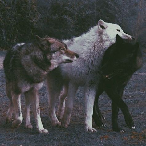 Lone Wolf Quotes, Wolf Aesthetic, Werewolf Aesthetic, Twilight Dr, Blood And Ash, Zodiac Academy, Wolf Love, Beautiful Wolves, Wolf Spirit