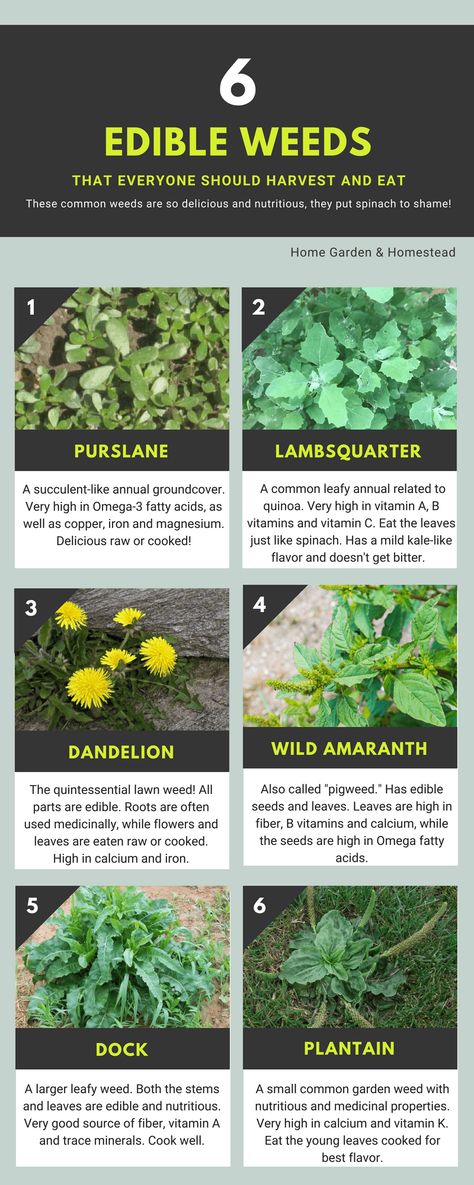 Common Garden Weeds, Medicinal Wild Plants, Medicinal Weeds, Edible Weeds, Wild Foraging, Wild Food Foraging, Medicinal Herbs Garden, Edible Wild Plants, Garden Weeds