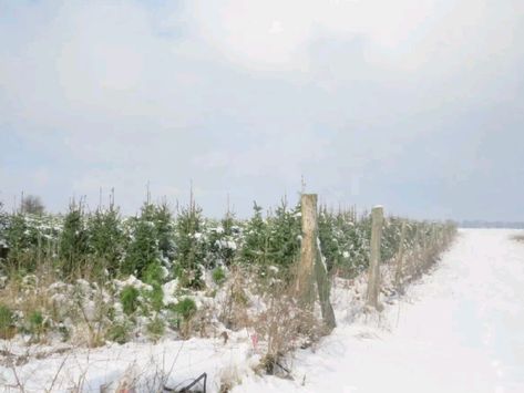 #christmas Christmas Tree Farm, Tree Farm, Tree Farms, Christmas Tree, Christmas