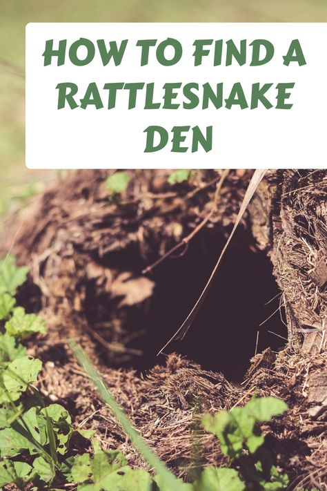 Knowing how to find a rattlesnake den is important, if you suspect one nearby. But it is also difficult, because these snakes use various different types of… Rattlesnake Skin, Rattlesnake Bites, Snake Shedding, Snake Venom, Pet Snake, Ball Python, Hiding Places, Dark Places, Be Careful