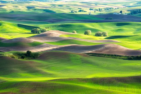 The Palouse, Idaho Looks like: Moravian Fields, Czech Republic  The rolling region of the Palouse covers 4,000 sq. miles of northern Idaho and southeastern Washington. The loess hills resemble sand dunes in shape (probably because they were formed by wind-blown sediment, not erosion), but become a dreamscape of varying shades of greens during the wet spring months. Hamilton Pool Preserve, The Palouse, Hamilton Pool, Kenai Fjords National Park, Skagit Valley, Kenai Fjords, Badlands National Park, Green Hills, Denali National Park