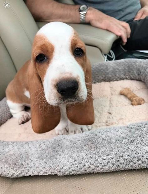 Basset Puppies, Hush Puppy, Basset Hound Puppy, Hound Puppies, Basset Hound Dog, Basset Hounds, Puppies And Kitties, Cute Dogs And Puppies, Hound Dog