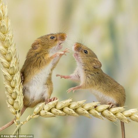 Check this out... I'm a T. Rex! When it finally comes to bed-time, they sometimes make the... Harvest Mice, Field Mice, Crop Field, Harvest Mouse, Mouse Photos, Mouse Hole, Field Mouse, Animal Action, Bed Time