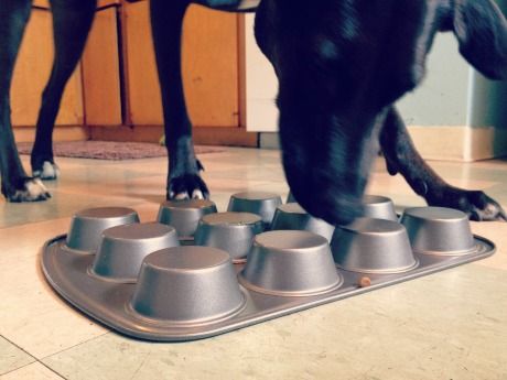 Surf exploring the muffin tin! Diy Dog Games, Lou Dog, Diy Dog Toys, Dog Enrichment, Dog Games, Dog Puzzles, Indoor Dog, Dog Hacks, Dog Activities