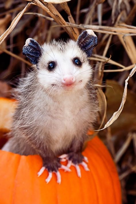 Cute Possum Kokedama Orchid, Regnul Animal, Orchid Centerpieces, Awesome Possum, Little Critter, Hamsters, Cute Creatures, Sweet Animals, Animal Photo