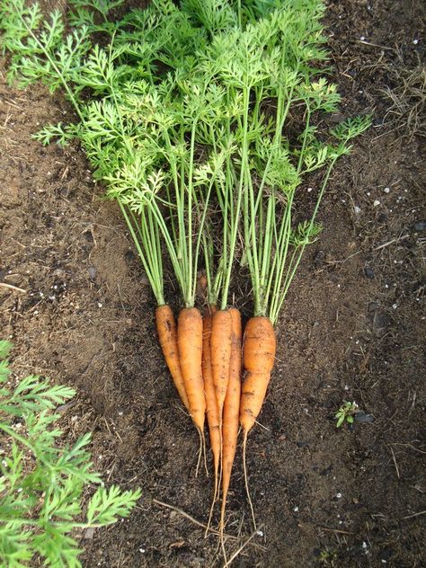 Growing Carrots: How to Seed, Germinate, Grow, & Harvest | The Country Basket Goal Asthetic, Carrots Plant, Carrots Growing, Carrots Garden, Carrot Plant, Plant Monsters, Garden Carrots, Carrot Garden, Carrot Cake Dessert