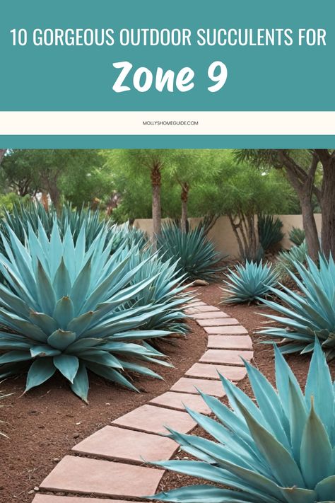 Explore the beauty of outdoor succulents in zone 9 with our comprehensive succulent guide. Discover tips for growing and caring for zone 9 succulents, creating a harmonious succulent oasis in your outdoor space. Whether you're in zone 9a or 9b, there are plenty of container garden ideas to showcase these unique plants. Zone 9b Landscaping California, Outdoor Succulents, Growing Aloe Vera, Zone 9b, Container Garden Ideas, Yucca Plant, Zone 9, Crassula Ovata, Agave Plant