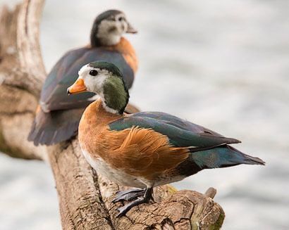 African Pygmy Geese Aquatic Birds, 2020 Memes, Ducks, Dinosaurs, More Photos, Birds, Memes, Animals