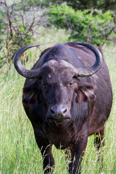 Buffalo Images, Buffalo Photography, Horned Animals, Buffalo Pictures, Buffalo Tattoo, Buffalo Painting, Tattoo Wallpaper, Cape Buffalo, African Buffalo