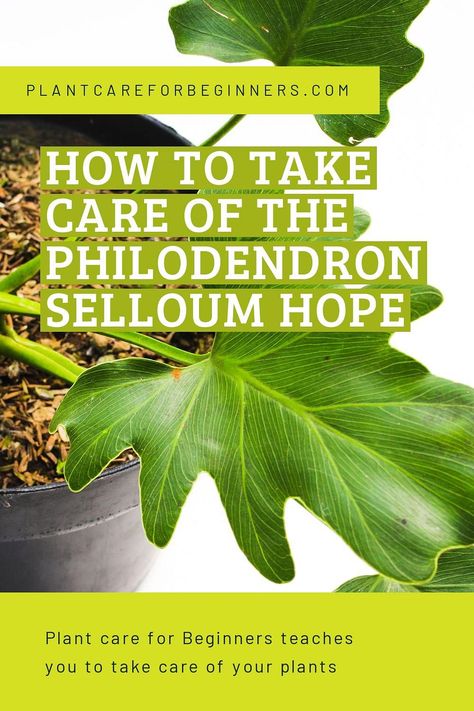 Taking Care Of Plants, Philodendron Selloum, Philodendron Care, Plant Care Guide, Philodendron Plant, Plant Guide, New Roots, Big Leaves, Peat Moss