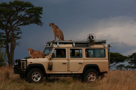 Safari anyone? Safari Moodboard, Safari Car, Range Rover Off Road, South Africa Wildlife, Defender Td5, Safari Jeep, Safari Photography, Wildlife Biologist, Africa Photography