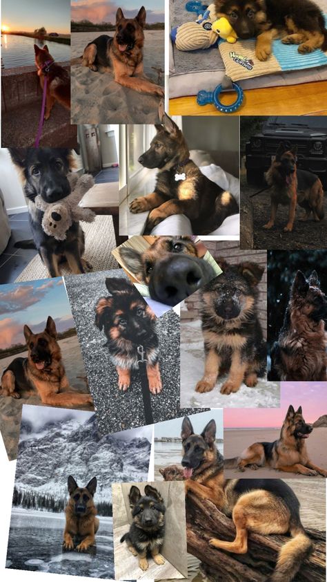 German Shepherd Wallpaper, German Sheperd Dogs, Very Cute Dogs, Silly Dogs, Horse Photos, Cute Animal Photos, German Shepherd Puppies, Animal Photo, Doberman