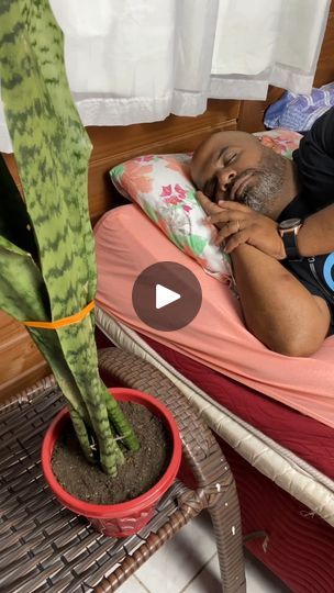 1.5M views · 23K reactions | I put a mother in law's tongue in my room and look what happened! | I put a mother in law's tongue in my room and look what happened! | By Top Recipes and Tips | I put a mother-in-law's tongue
in my bedroom for seven days and you won't believe what
happened. A hundred year old Chinese doctor warns people to
put this plant in their bedroom. He gave six reasons
and I'm going to tell you now. I'll tell you right away that
the sixth reason is surprising and will generate a lot of
comments. I'm sure of it. So stay until the end. First
reason, according to NASA studies, the snake plant is one
of the plants that produces the most and purifies the air
compared to others we can have at home. Second reason, most
plants oxygen during the day. But the snake plant produces Mother In Laws Tongue Garden, Mother Tongue Plant, Mother In Law Tongue Plant Care, Snake Plant Rescue, Mother In Law Plant, Gardening Inside, Water Fountain Design, Mother Tongue, Mother In Law Tongue