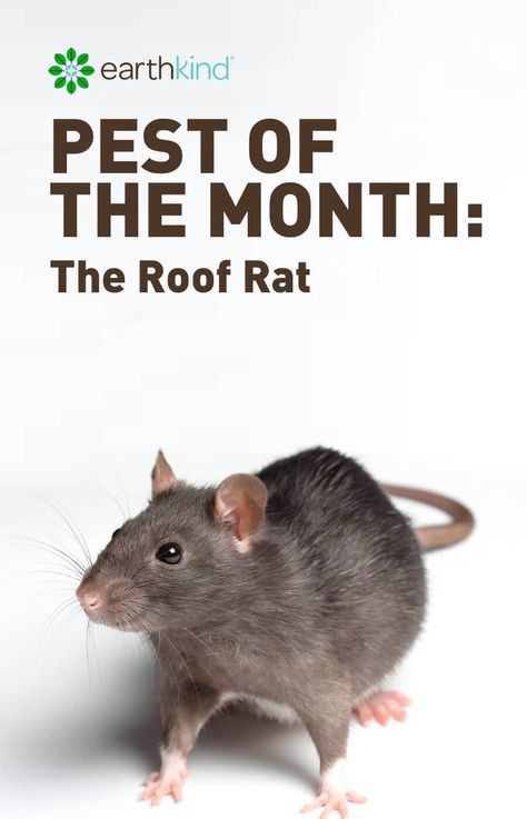 There are different kinds of rats and learning about each kind will help you identify which ones could be in your home and how to best get rid of them. #rats #getridof #pests #natural #pestcontrol Getting Rid Of Rats In Your Home, How To Get Rid Of Rats In The House Fast, Get Rid Of Rats In Home, How To Get Rid Of Rats Outside, Roof Rats How To Get Rid Of, How To Keep Rats Out Of Chicken Coop, Types Of Rats, Roof Rats, Tree Rat