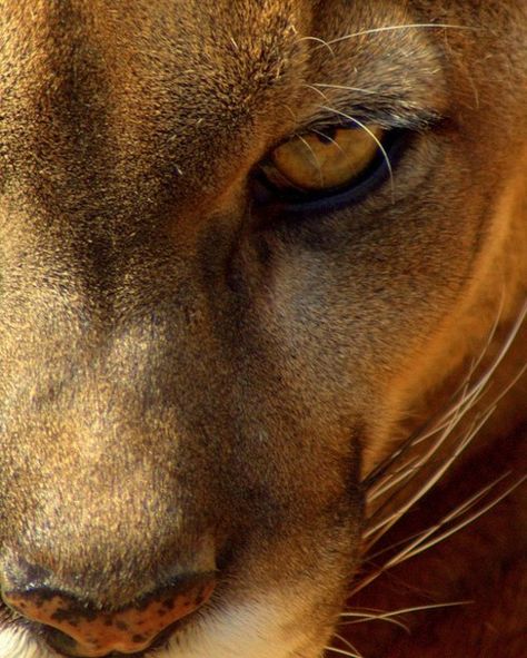 schoengeist Regard Animal, Mountain Lions, Wild Kingdom, Animal Spirit, Awesome Animals, Mountain Lion, Cheetahs, Big Cat, Beautiful Animals