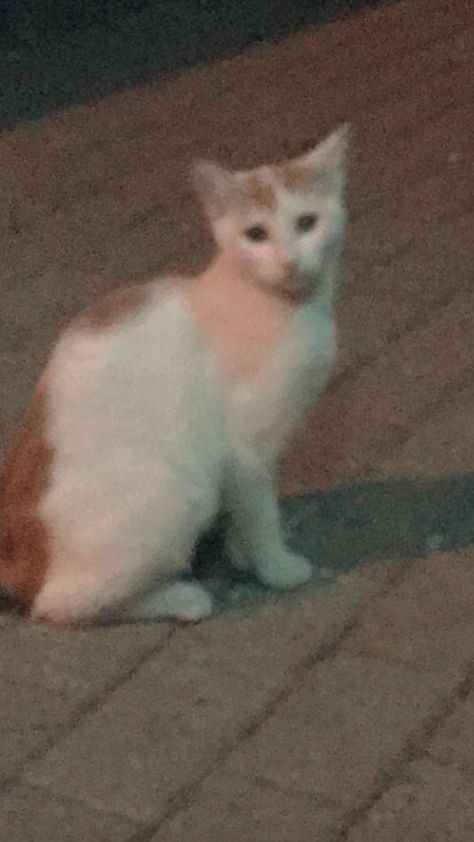 Street Cat Snap, Fake Foto, Street Cat, Street Cats, Bf Picture, Ootd Aesthetic, Pap Random, Heart Iphone Wallpaper, Aesthetic Eyes