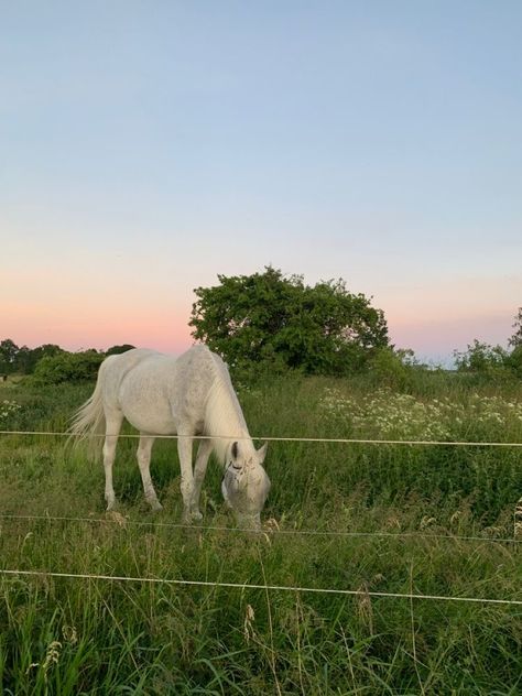 Miley Stewart, Moon Fairy, Country Summer, Horse Aesthetic, Pretty Animals, Equestrian Life, Cute Horses, Spring Aesthetic, Horse Life