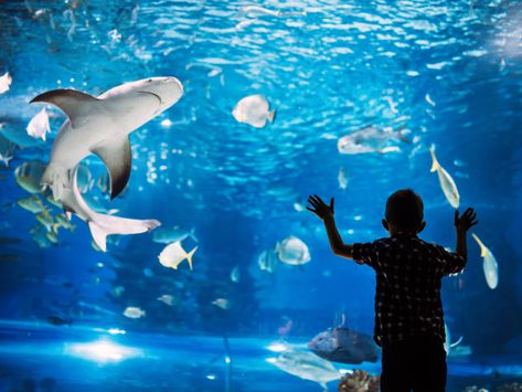 If you've got a shark-obsessed kid, there are many ways to support their passion and advance their education on all things shark. This Shark Week, check out our list of shark activities in D.C. and beyond 🦈 Shark Activities, Shoal Of Fish, Maui Travel, Shark Fin, Terraria, Fish Swimming, Shark Week, Aquarium Fish, Sharks