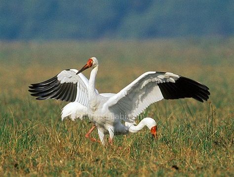 Crane Aesthetic, Siberian Crane, Crane Fly, White Crane, Birds In The Sky, 3 Sisters, Shorebirds, Sea Birds, Bird Feathers