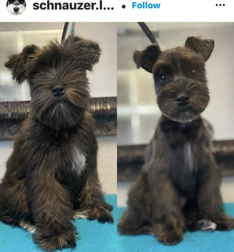 Schnauzer Haircuts, Dogs Haircut, Schnauzer Haircut, Miniature Schnauzer Grooming, Schnauzer Cut, Dog Grooming Ideas, Dog Haircut, Schnauzer Breed, Puppy Haircut