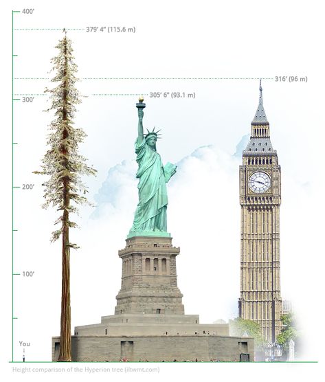 "Hyperion," arguably the tallest tree in the world (or at least one of the very tallest), was discovered in 2006 in a very remote region of Redwood National and State Parks (California, USA) and is believed to be approximately 700-800 years old. Explorers say that the tree could have been possibly taller than 380', but due to woodpecker damage at the very top it is currently measuring in at 379' 4"; taller than both the Statue of Liberty and Big Ben. | Via ILTWMT Sequoia Sempervirens, Redwood National And State Parks, Coast Redwood, Norway Spruce, Sequoia Tree, Redwood National Park, Giant Tree, Redwood Tree, Redwood Forest