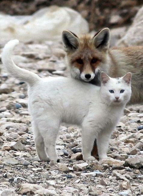 Animals Cuddling, Fox Things, Turkish Van Cats, Animals Friendship, Unusual Animals, 웃긴 사진, White Cats, The Fox, Animal Photo