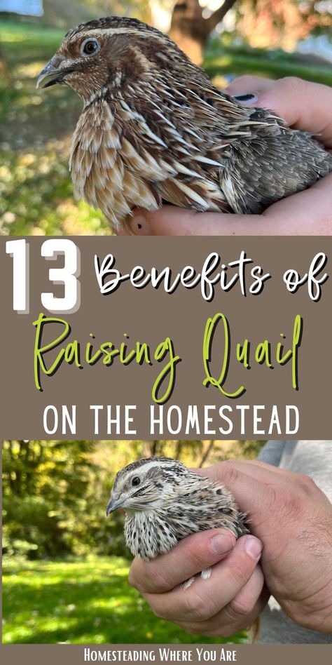 Are you wondering if raising quail has any benefits on the homestead? Quail are great additions to your suburban homestead, whether you want to raise them for quail eggs or a sustainable meat source. They have a lower upstart cost; creating a quail house is cheaper than a chicken coop. Keep reading to find out why you should raise quail. Quail House, Raise Quail, Quail Coop, Hatching Chickens, Raising Quail, Chicken Feeders, Backyard Chicken Farming, Homestead Farm, Urban Farmer