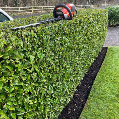 Carolina Cherry Hedge, Laurel Hedge Front Garden, English Laurel Hedge, Front Garden Hedge Ideas Uk, Trimmed Hedges, Front Yard Hedges, Cherry Laurel Hedge, Wintergreen Boxwood, English Laurel