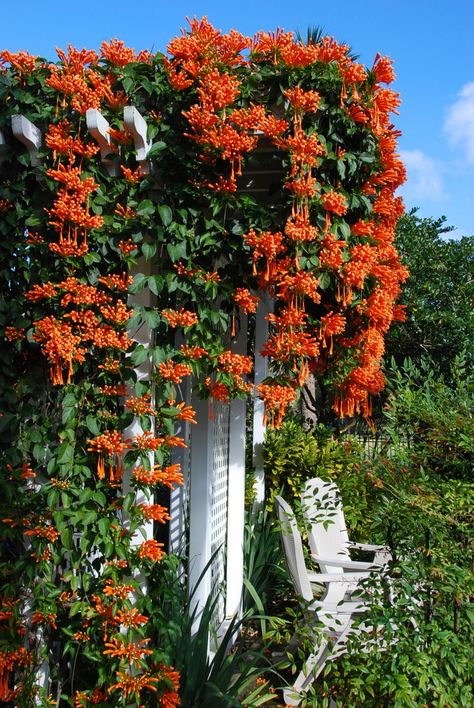 Pyrostegia venusta  ,native Brasil-The plant from which the painting of P. venusta in Curtis’s Botanical Magazine was illustrated was collected in Brazil in 1815 by Admiral Sir John Beresford Lilly Garden Ideas, Flame Vine, Orange Lilly, Lilly Garden, Aesthetic Orange, Flamingo Flower, Orange Plant, Trumpet Vine, Garden Wallpaper