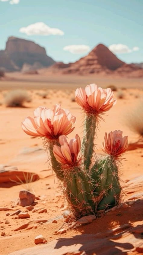 iPhone Wallpaper Desert Flower Aesthetic, Desert Western Aesthetic, Cactus Wallpaper Aesthetic, Desert Spring, Cactus Sunset, Desert Love, Desert Beauty, Desert Aesthetic, Desert Photography