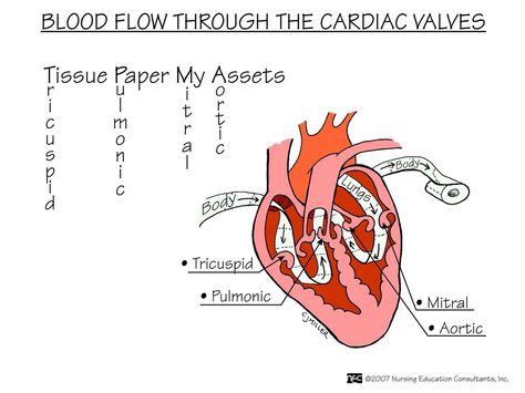 Tissue paper my assets? Lol Nursing Mnemonics, Surgical Nursing, Medical Surgical Nursing, Cardiac Nursing, Nursing School Survival, Nurse Rock, Nursing School Studying, Nursing School Tips, Nursing Tips