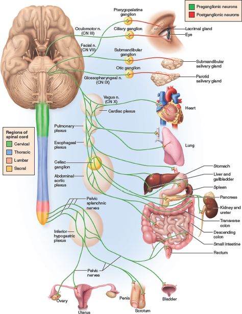 Nervous System Anatomy, Cranial Nerves Mnemonic, Yoga Facts, Medicine Studies, Nerve Fiber, Basic Anatomy And Physiology, Pharmacology Nursing, Parasympathetic Nervous System, Nursing School Studying